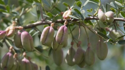 Caragana halodendron, photographed by Вячеслав Юсупов