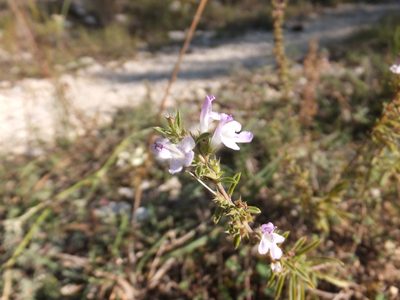 Satureja hortensis, photographed by Emanuele Santarelli