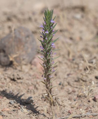 Ziziphora tenuior, photographed by Вячеслав Юсупов