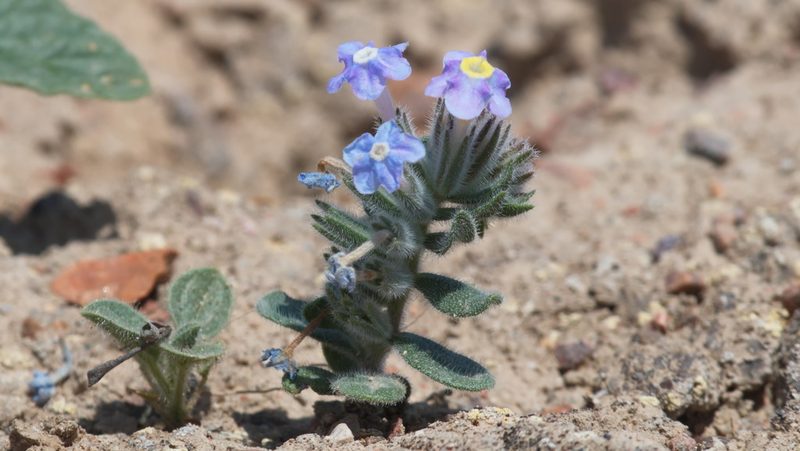 Arnebia obovata, photographed by Вячеслав Юсупов