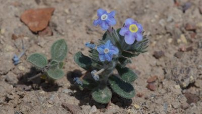 Arnebia obovata, photographed by Вячеслав Юсупов