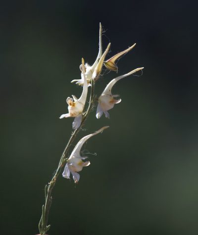 Delphinium leptocarpum, photographed by Вячеслав Юсупов