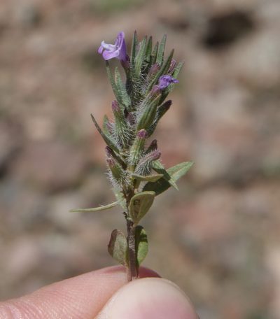 Ziziphora tenuior, photographed by Вячеслав Юсупов