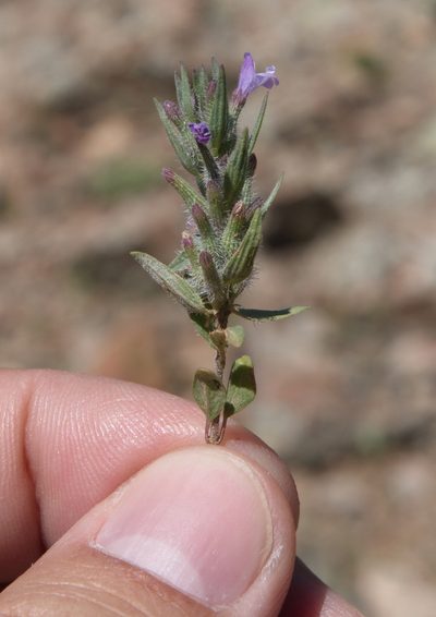 Ziziphora tenuior, photographed by Вячеслав Юсупов
