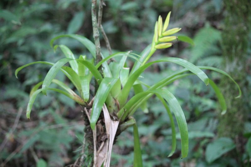 Vriesea maxoniana, photographed by Ramon and Suzanne Vargas