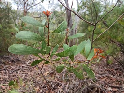 Hakea dactyloides, photographed by James Ray