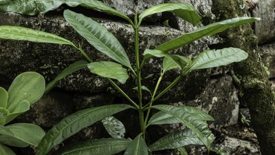 Pimenta dioica, photographed by lisong