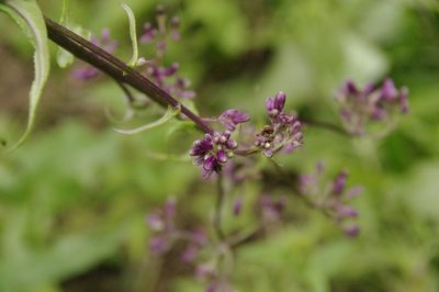 Senecio callosus, photographed by Eric Knight
