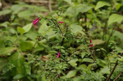 Fuchsia microphylla, photographed by Eric Knight