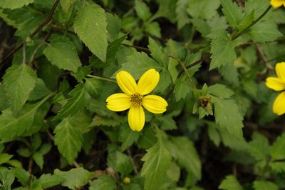 Bidens ostruthioides, photographed by Eric Knight