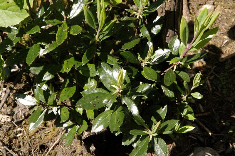 Comarostaphylis discolor, photographed by Eric Knight