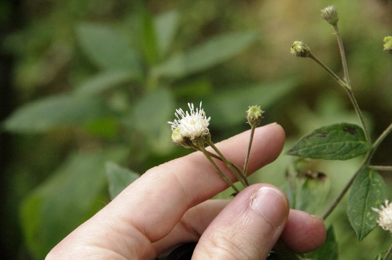 Archibaccharis hieracioides, photographed by Eric Knight