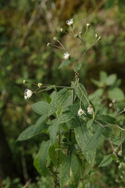 Archibaccharis hieracioides, photographed by Eric Knight