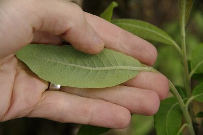 Salix paradoxa, photographed by Eric Knight