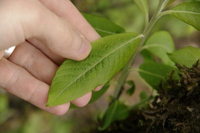 Salix paradoxa, photographed by Eric Knight