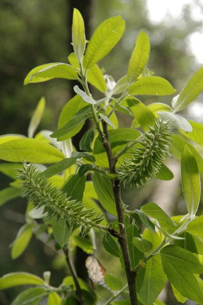 Salix paradoxa, photographed by Eric Knight