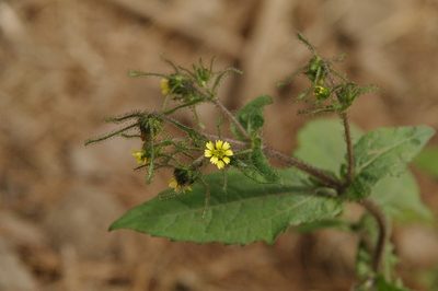 Sigesbeckia jorullensis, photographed by Eric Knight