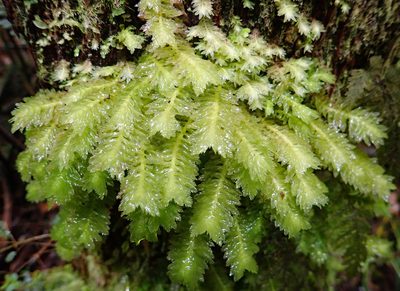 Schistochila repleta, photographed by Peter de Lange