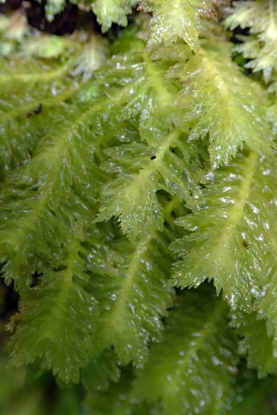 Schistochila repleta, photographed by Peter de Lange