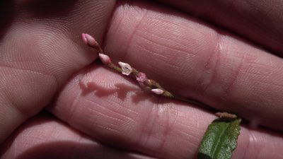 Persicaria meisneriana, photographed by Shaun Swanepoel