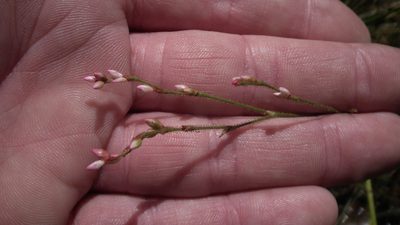 Persicaria meisneriana, photographed by Shaun Swanepoel