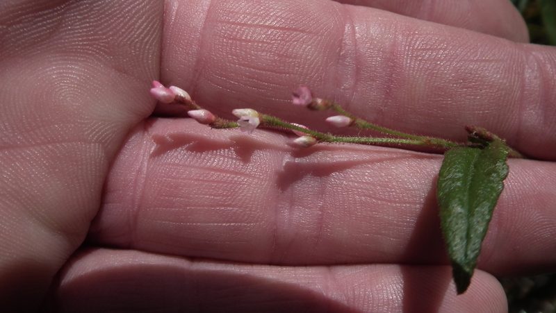 Persicaria meisneriana, photographed by Shaun Swanepoel