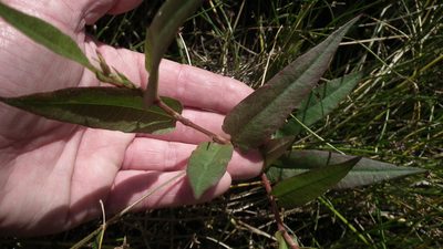 Persicaria meisneriana, photographed by Shaun Swanepoel