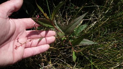 Persicaria meisneriana, photographed by Shaun Swanepoel