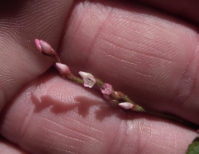 Persicaria meisneriana, photographed by Shaun Swanepoel