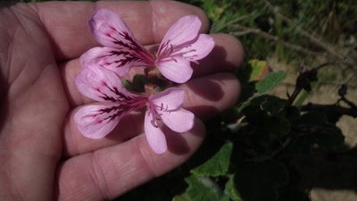 Pelargonium panduriforme, photographed by Shaun Swanepoel