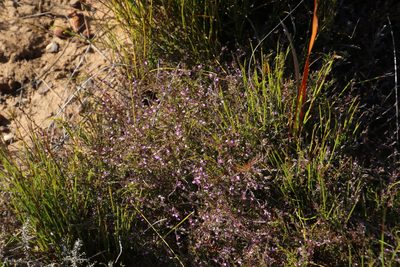 Muraltia stipulacea, photographed by Tony Rebelo