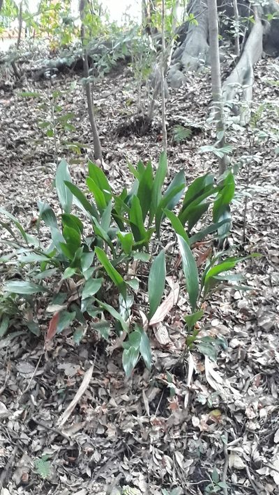 Aspidistra elatior, photographed by Jenny Saito