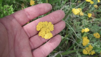 Helichrysum odoratissimum, photographed by Shaun Swanepoel