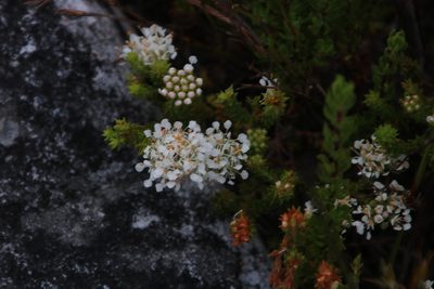 Agathosma imbricata, photographed by Tony Rebelo