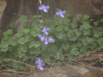 Lobelia preslii, photographed by Peter Warren