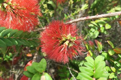 Melaleuca hypericifolia, photographed by Diana Studer