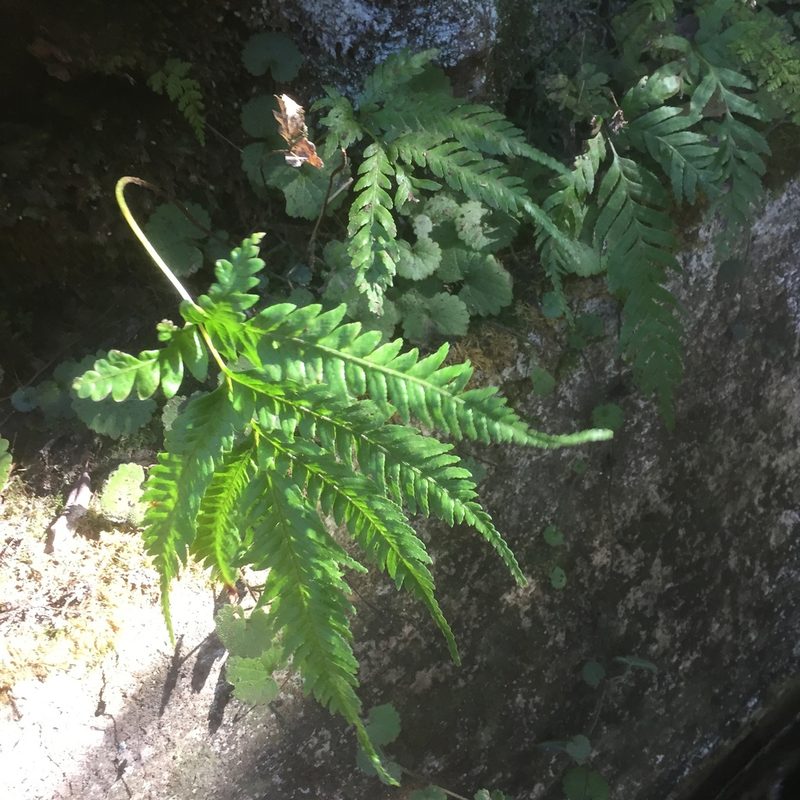Pteris incompleta, photographed by Andre Hosper