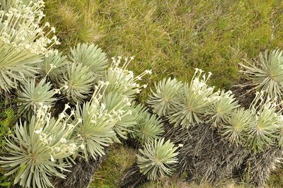 Espeletia arbelaezii, photographed by Oscar Marín