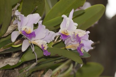 Cattleya trianae, photographed by Oscar Marín