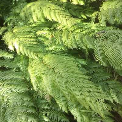 Woodwardia radicans, photographed by Andre Hosper