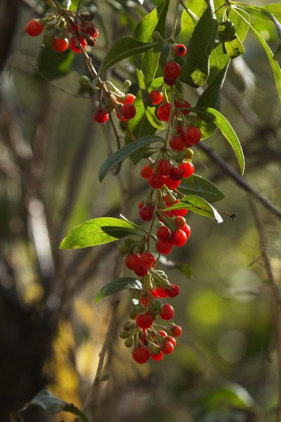 Lycium dasystemum, photographed by Вячеслав Юсупов