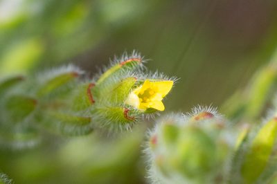 Gnidia humilis, photographed by magriet b