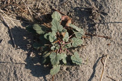 Erodium oxyrhinchum, photographed by Вячеслав Юсупов