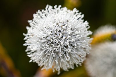 Brunia neglecta, photographed by magriet b