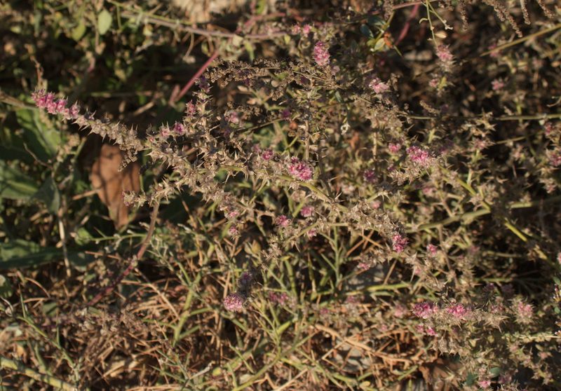 Salsola paulsenii, photographed by Вячеслав Юсупов