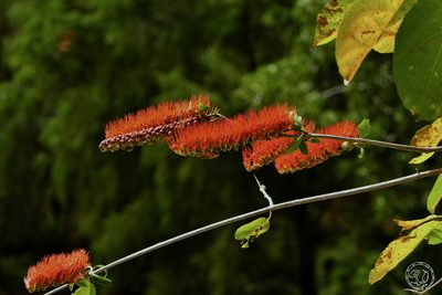 Combretum fruticosum, photographed by Daniel Pineda Vera