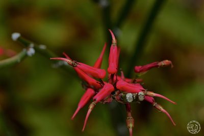 Euphorbia tithymaloides, photographed by Daniel Pineda Vera
