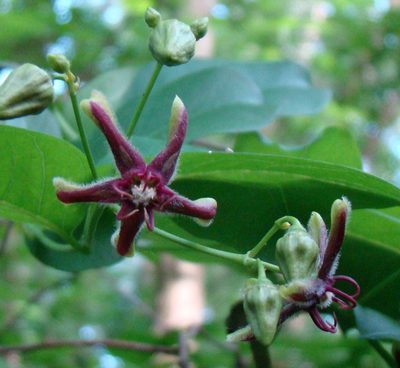 Periploca graeca, photographed by Юрий Данилевский (Yuriy Danilevsky)