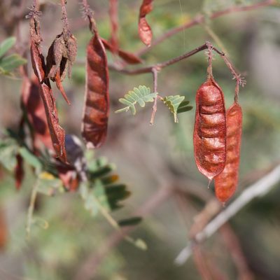 Acaciella goldmanii, photographed by Bill Levine