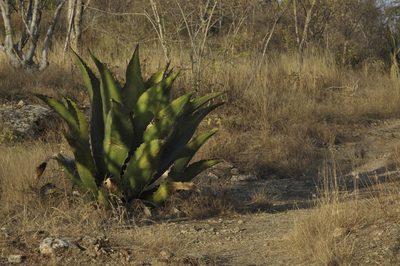 Agave marmorata, photographed by Oscar Marín